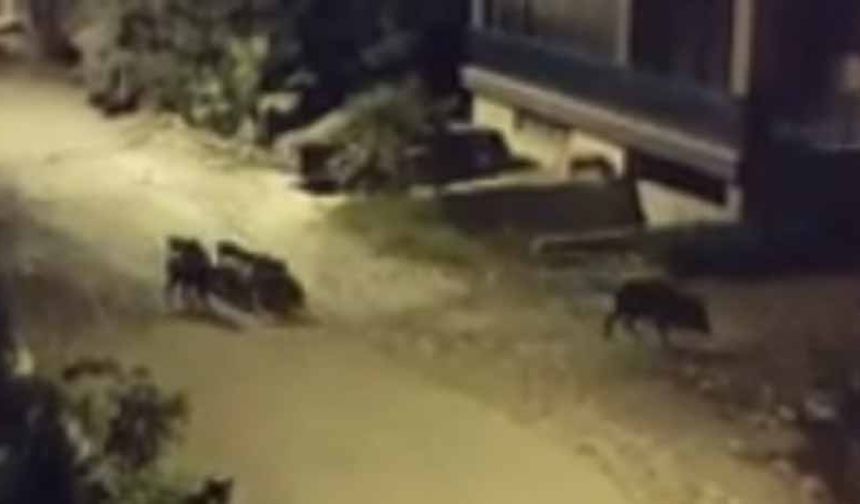 Domuzlar Sokaklarda Yiyecek Arıyor