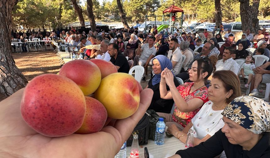 Kozaklı Kayısı Festivalinin ilkine yoğun ilgi...