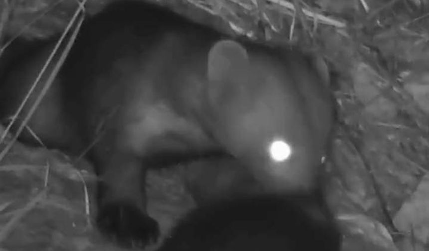 Hatay’da Sansarlar Gece Kameralara Takıldı