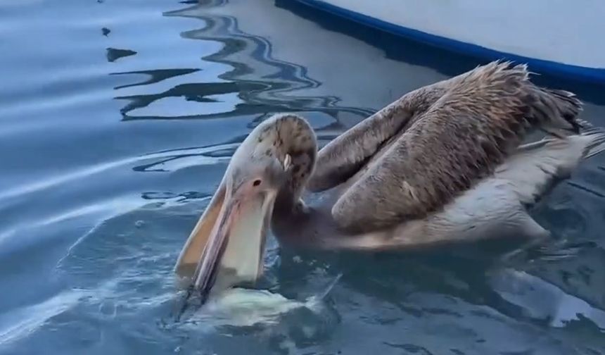 Payas Sahilinde Sıcak Anlar…