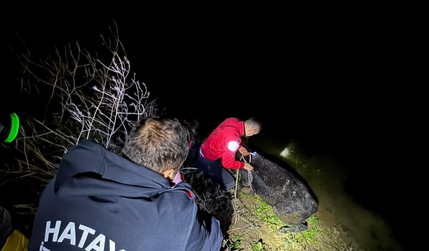 Su kanalına düşen buzağı itfaiye kurtardı…