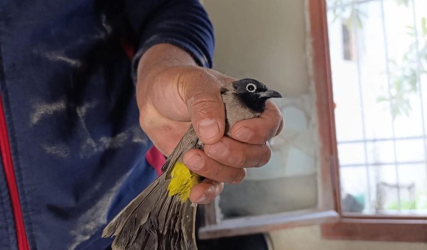 Bacaya sıkışan kuş kurtarıldı