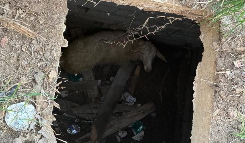 Koyunu düştüğü Kuyudan İtfaiye Kurtardı