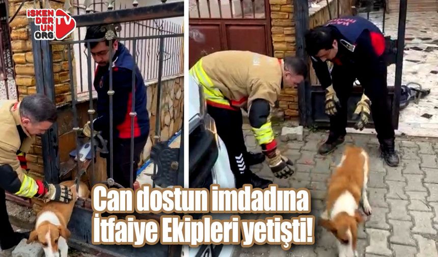 Köpek demir kapı korkuluklarına sıkıştı…