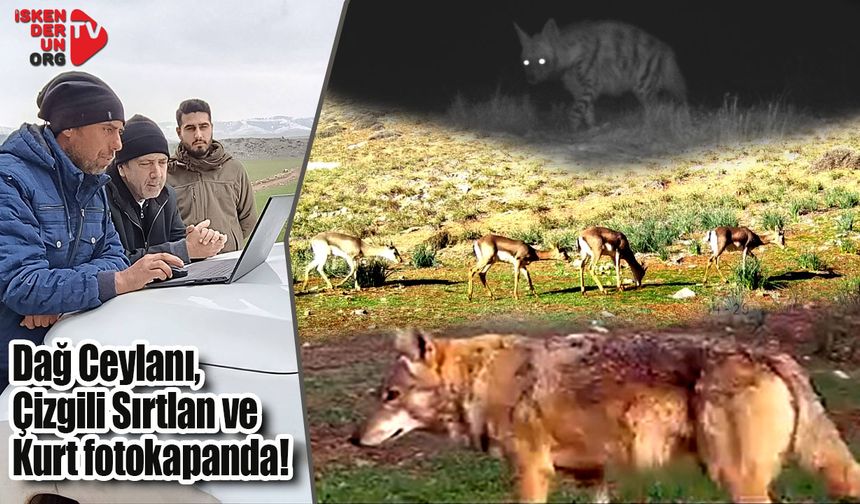 Dağ Ceylanı, Çizgili Sırtlan ve Kurt fotokapanda!