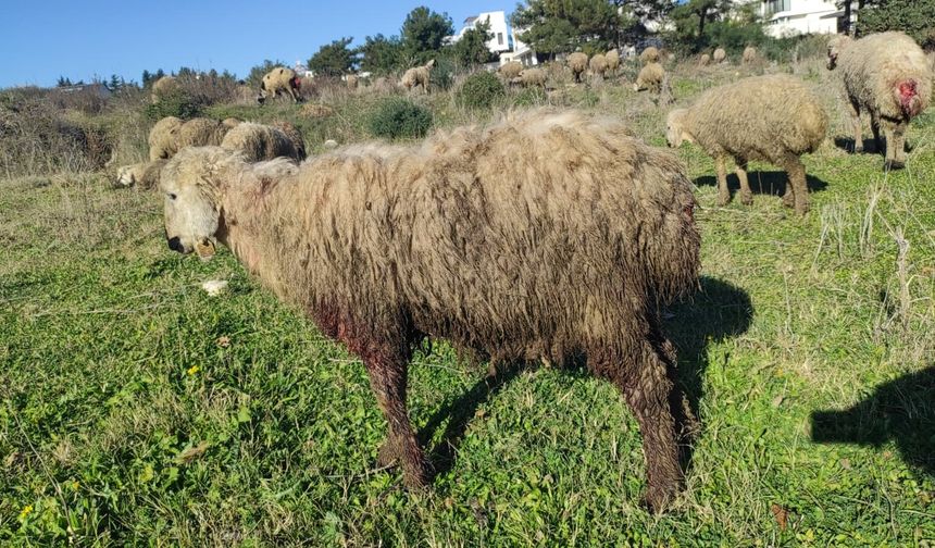 Arsuz'da Küçükbaş Hayvanlara Yırtıcı Saldırısı…