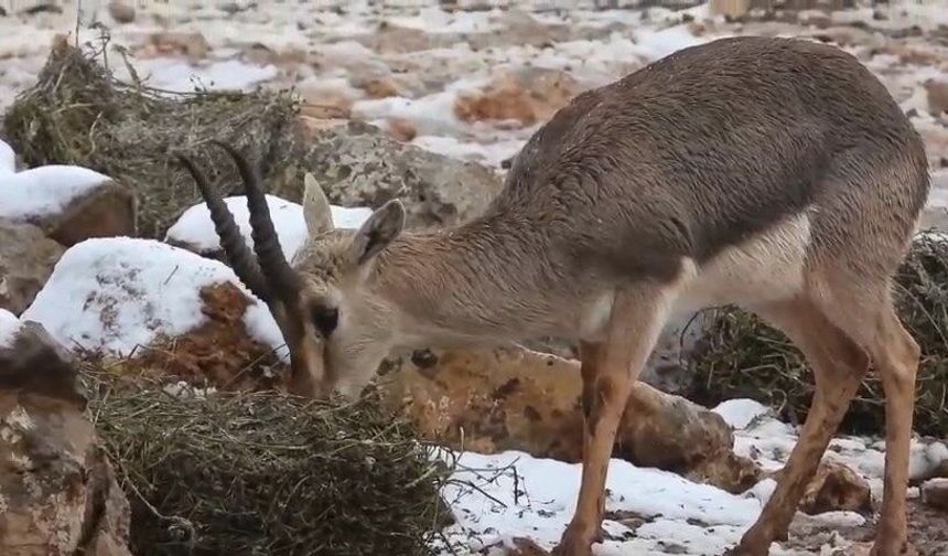 Dağ Ceylanları 4 Yıl Sonra Yeniden Karla Buluştu