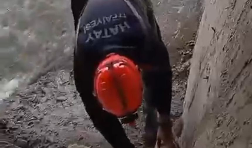 Yavru köpekler kurtarıldı