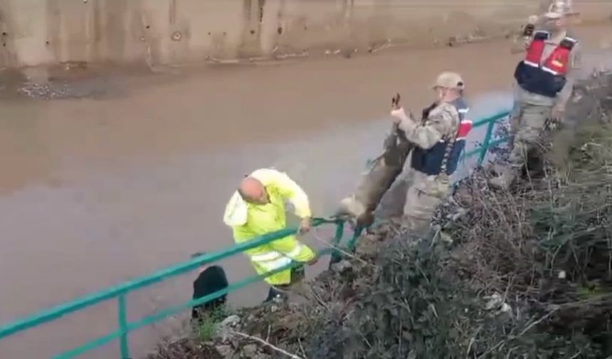 Su Kanalına Düşen Ceylan Kurtarıldı