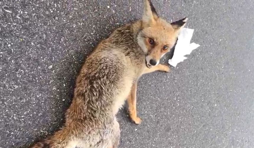Yolda Yaralı Tilki