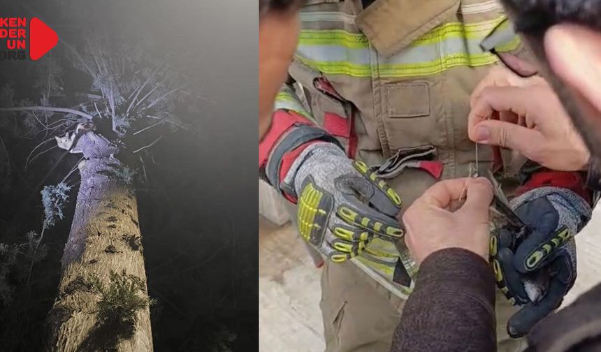 İpe Dolanan Kuş, Ağaçta Mahsur kalan kediyi Kurtardılar