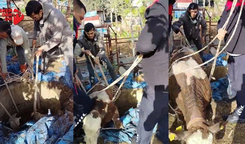 Kuyuya Düşen Buzağı Kurtarıldı