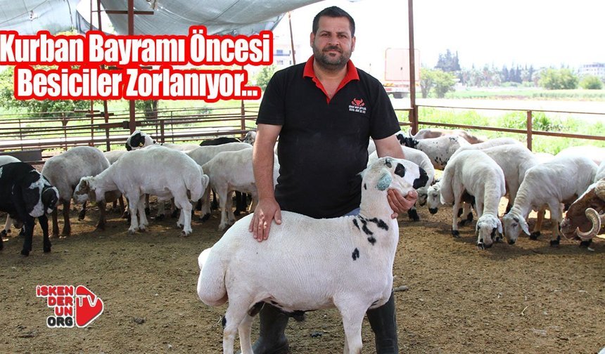 Kurban Bayramı Öncesi Besiciler Zorlanıyor…