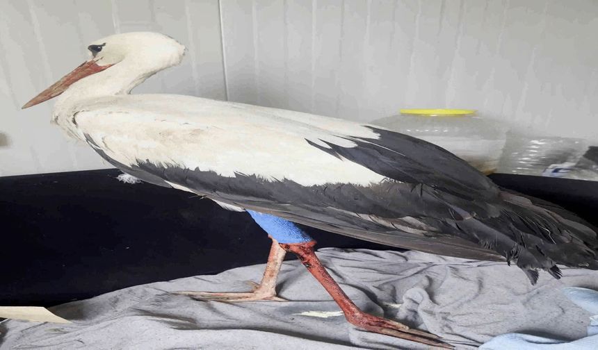 Hatay’da Göç Yolundaki Leylek Vuruldu!