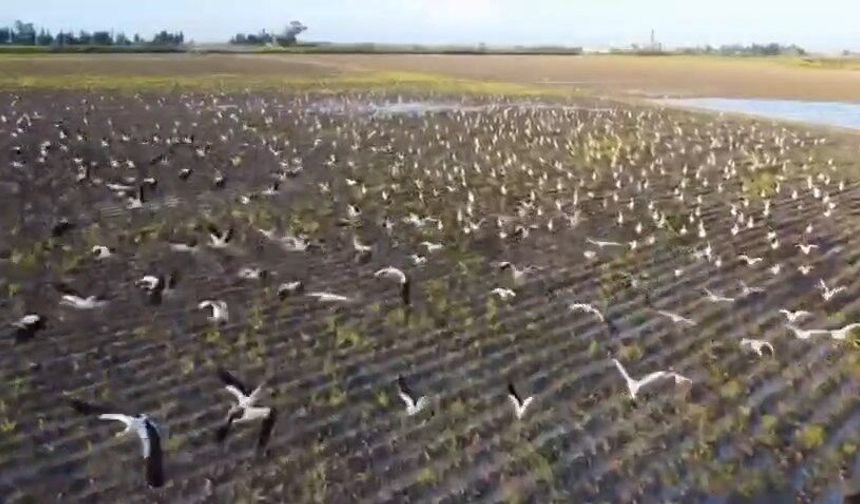 Göç Yolundaki Binlerce Leylek Amik Ovası’nda