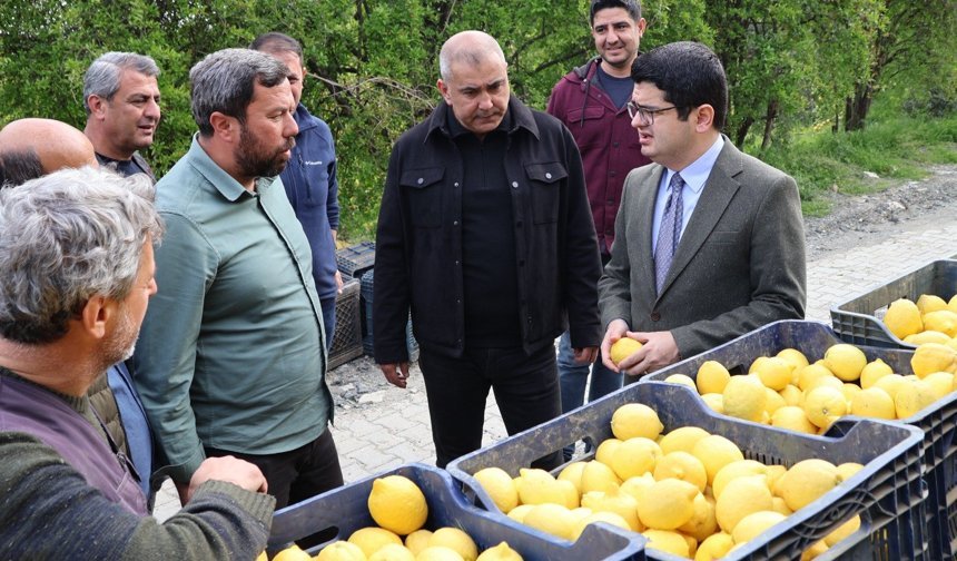 Kaymakam Limon Hasadı Yaptı