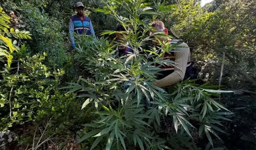 Kenevir Ekimini Fotokapan Ele Verdi…