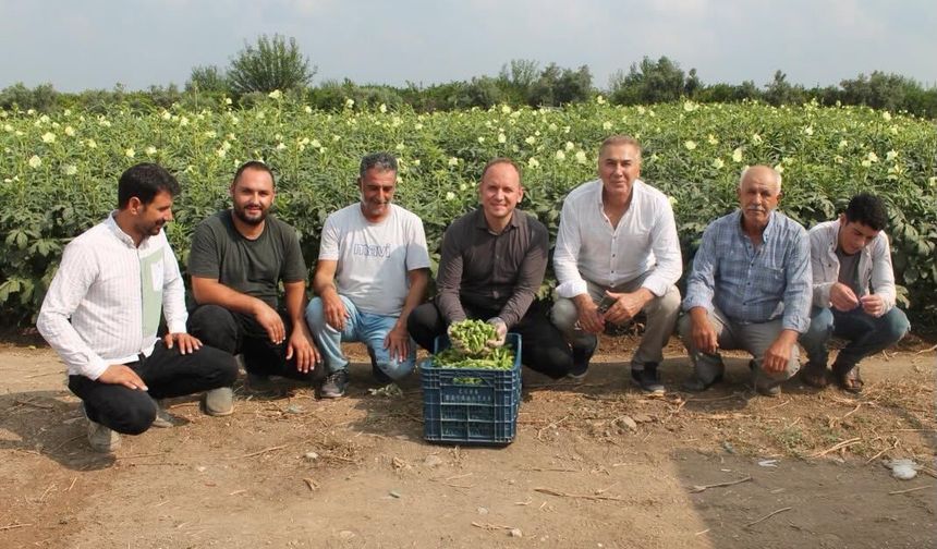 Erzin Kaymakamı Akpınar Bamya Hasadında