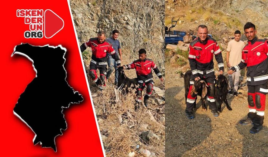 Keçiler Dağa Çıktı, Ekipler Peşinden Koştu!