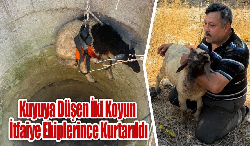 Kuyuya Düşen İki Koyun İtfaiye Ekiplerince Kurtarıldı