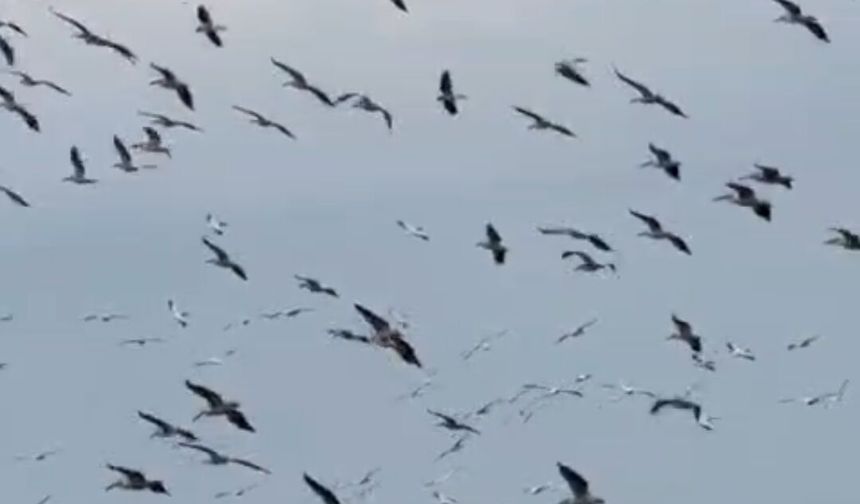 Göç yolculuğu renkli görüntülere sahne oldu