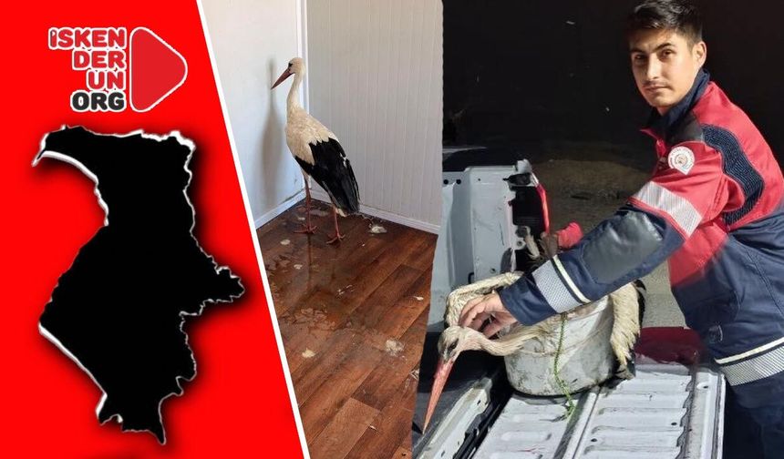 Göç Yolunda Yorgun Düştü
