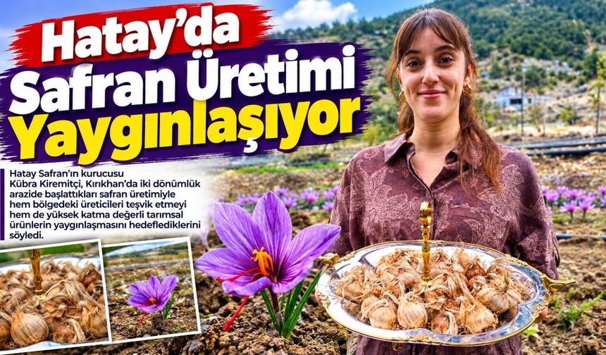 Hatay’da Safran Üretimi Yaygınlaşıyor