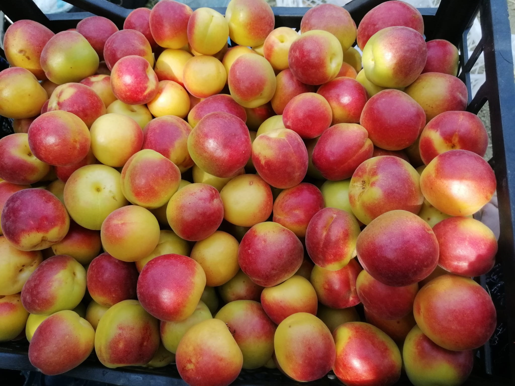 bf39482c-e40a-495e-8099-6d3a6eeedd41