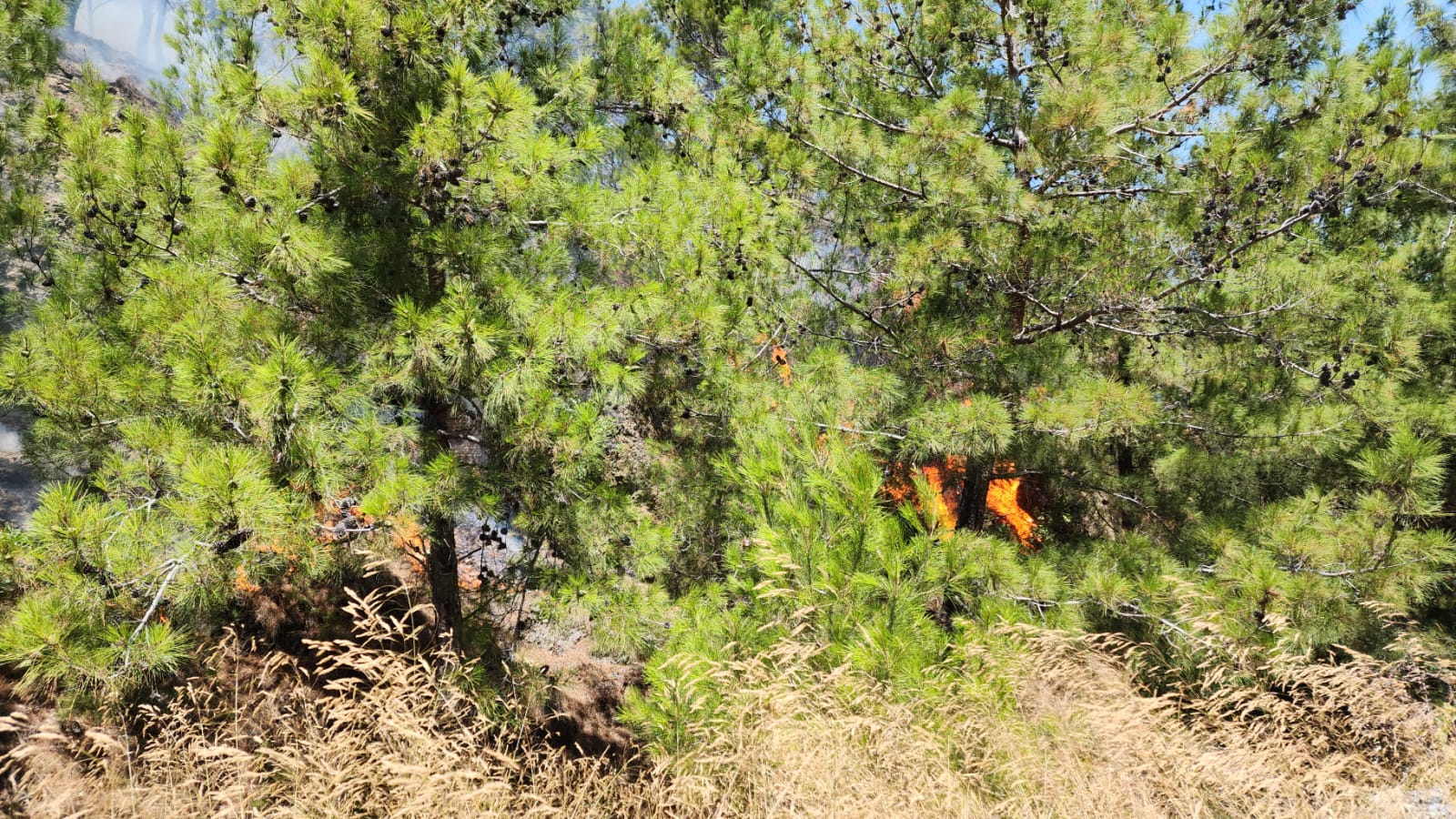 664dfd9e-0602-4e52-9043-3f0180de1827