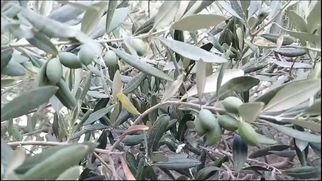 asırlık zeytin agacı.mp4_snapshot_00.09.616