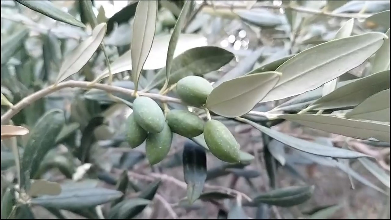 asırlık zeytin agacı.mp4_snapshot_00.12.383