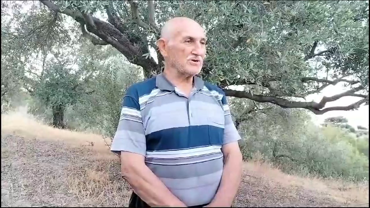 asırlık zeytin agacı.mp4_snapshot_00.28.228