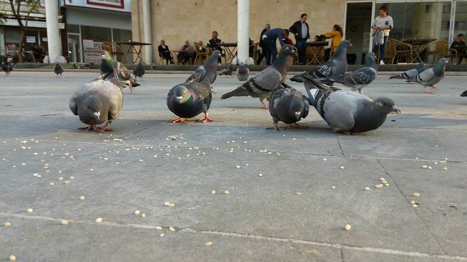 12805674_10153687352458778_4797217784152847570_n