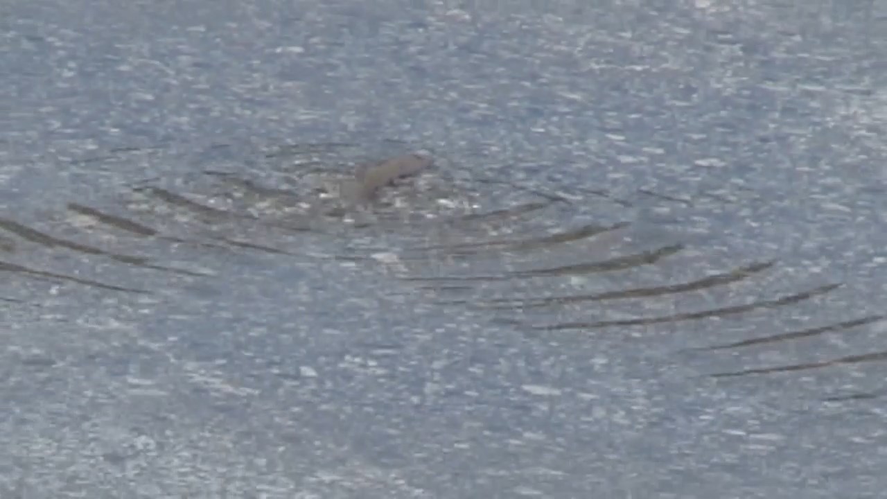 balik-toren-alanina-sizdi.mp4_snapshot_00.04.720