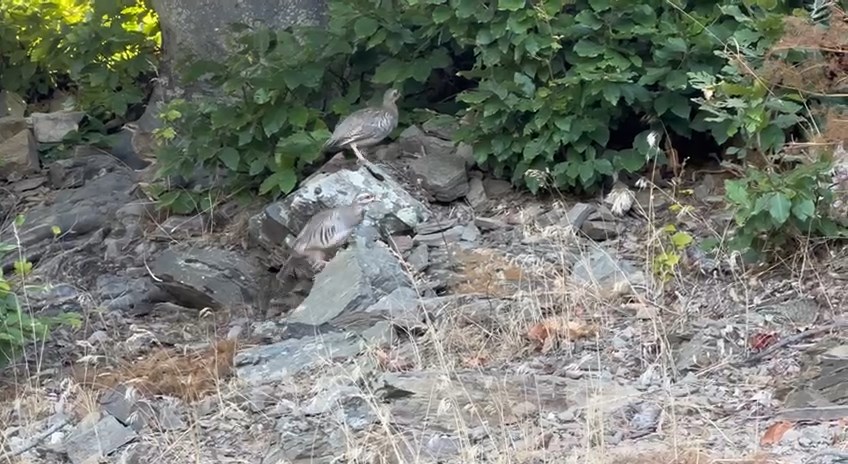 IMG_0852.MOV_snapshot_03.33.400