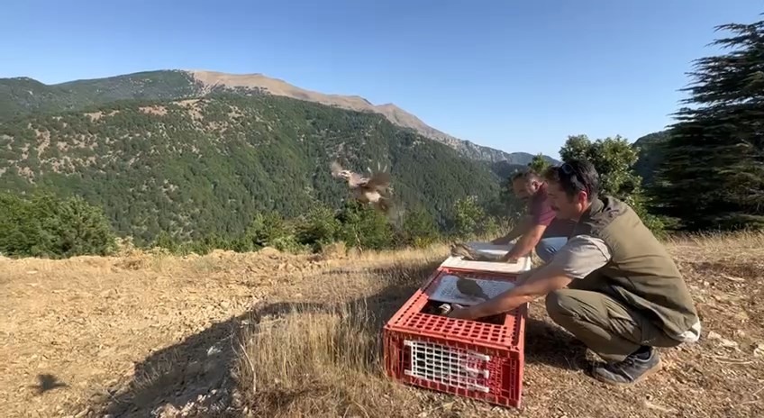 IMG_0852.MOV_snapshot_04.02.233