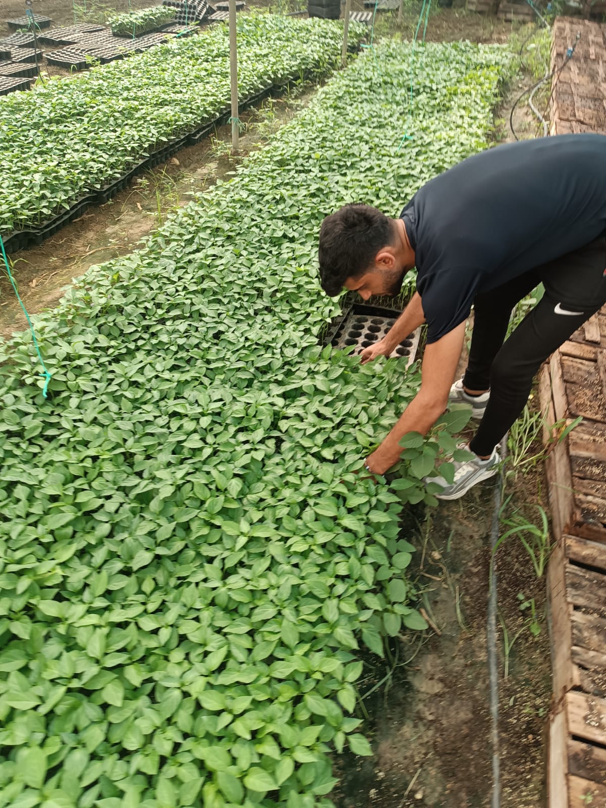 SAMANDAĞ TARIMSAL KALKINMA KOOPERATİFİ’NDEN ÇİFTÇİLERE FİDE VE GÜBRE DESTEĞİ (2)
