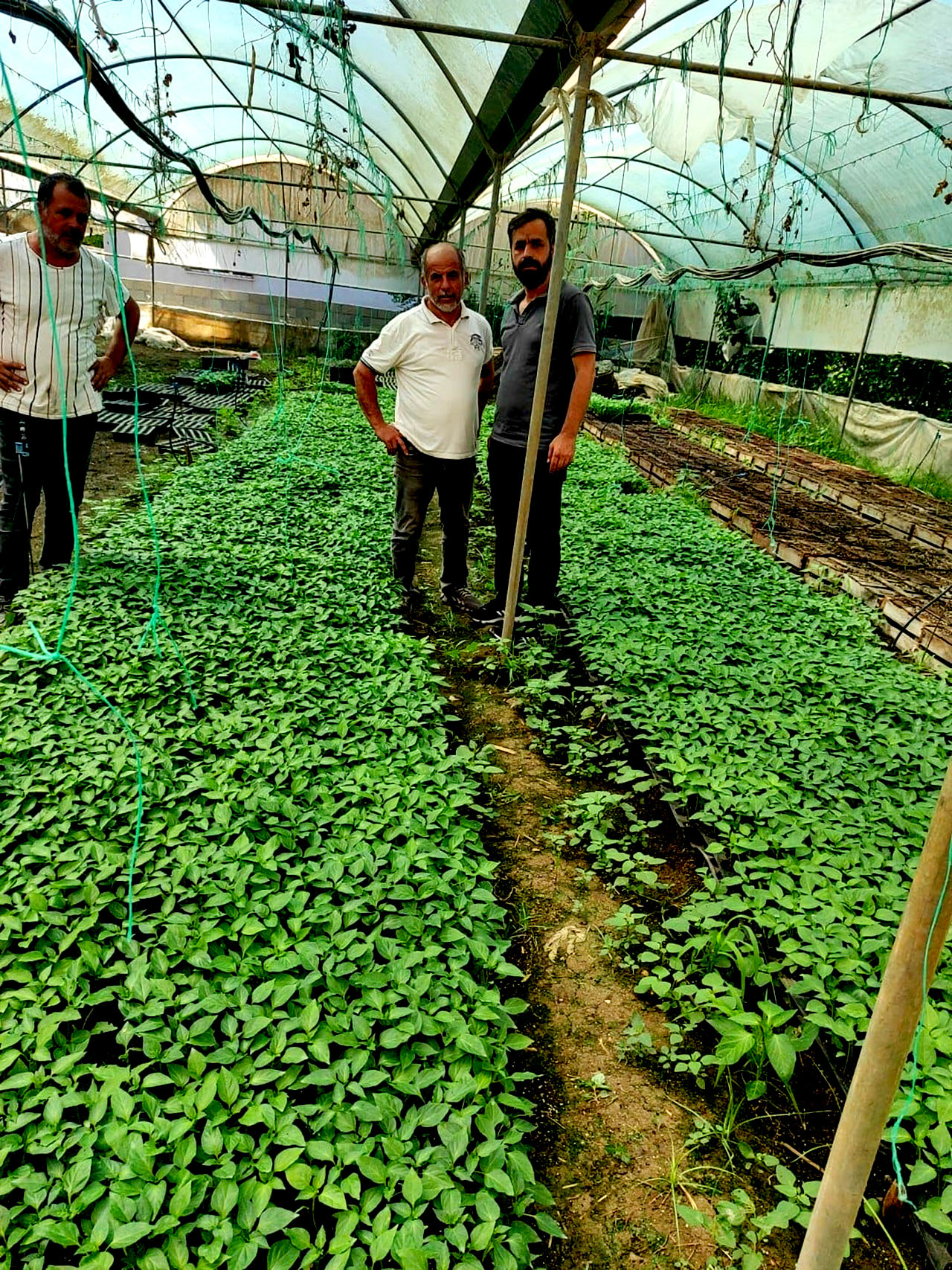 SAMANDAĞ TARIMSAL KALKINMA KOOPERATİFİ’NDEN ÇİFTÇİLERE FİDE VE GÜBRE DESTEĞİ (4)