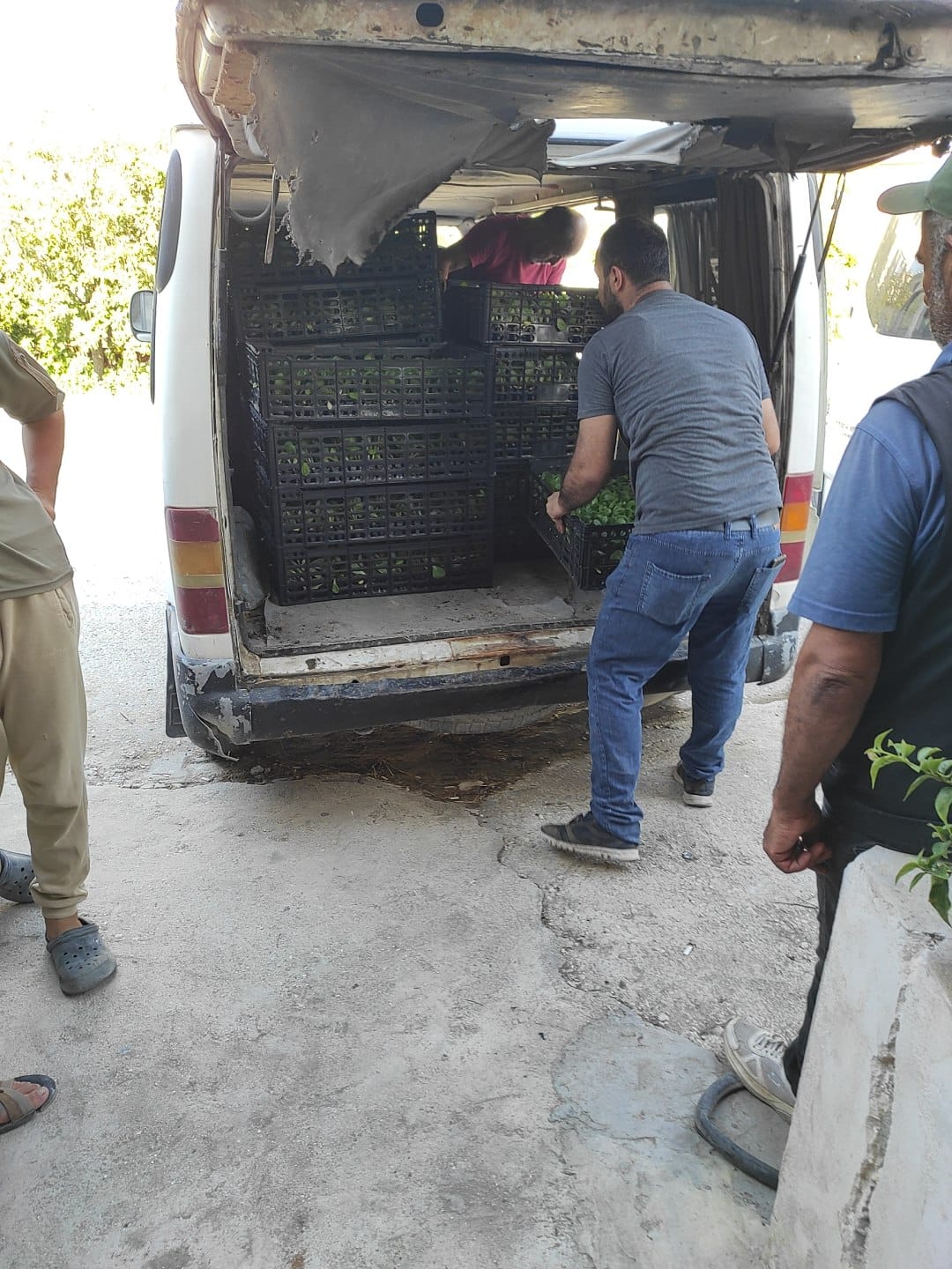 SAMANDAĞ TARIMSAL KALKINMA KOOPERATİFİ’NDEN ÇİFTÇİLERE FİDE VE GÜBRE DESTEĞİ (6)