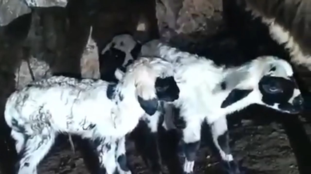 kuzuya-annelik-yapiyor.mp4_snapshot_00.46.514