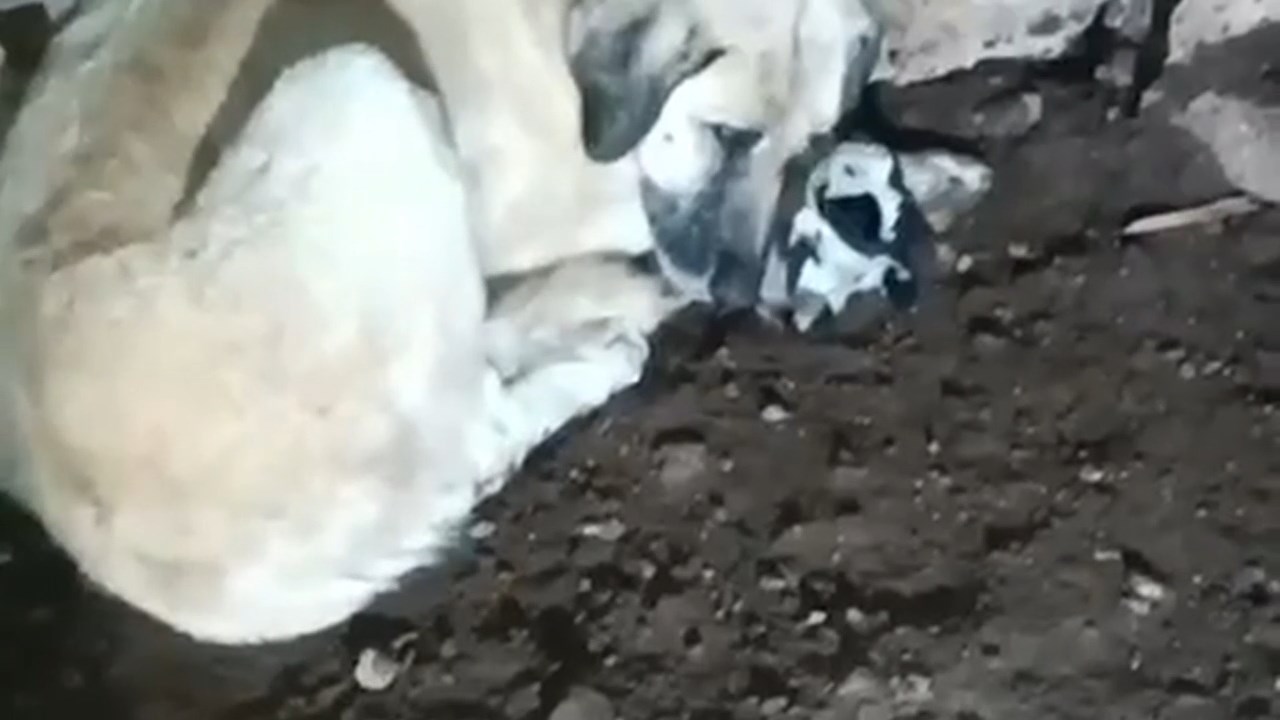 kuzuya-annelik-yapiyor.mp4_snapshot_01.22.680