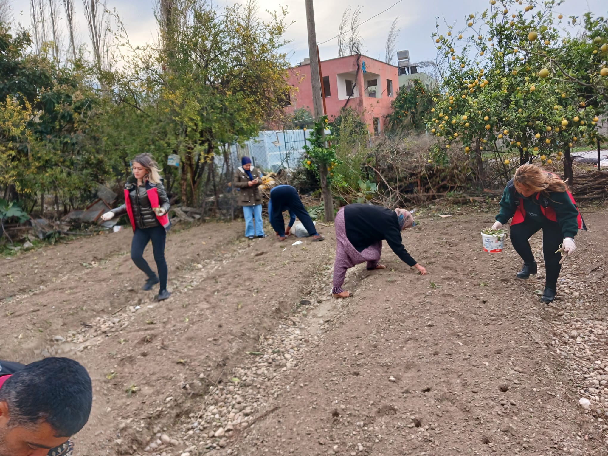 salep-ekim-arastirmasi (6)