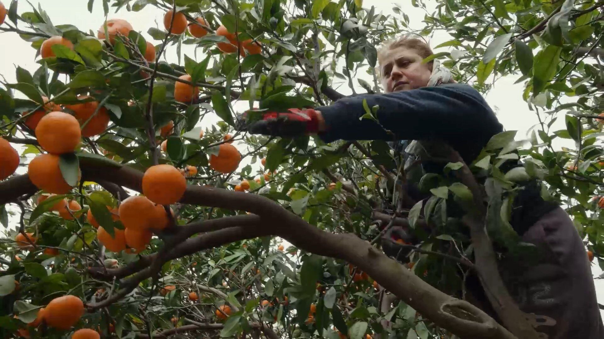 Gonul Mutfagı Narenciye (16)