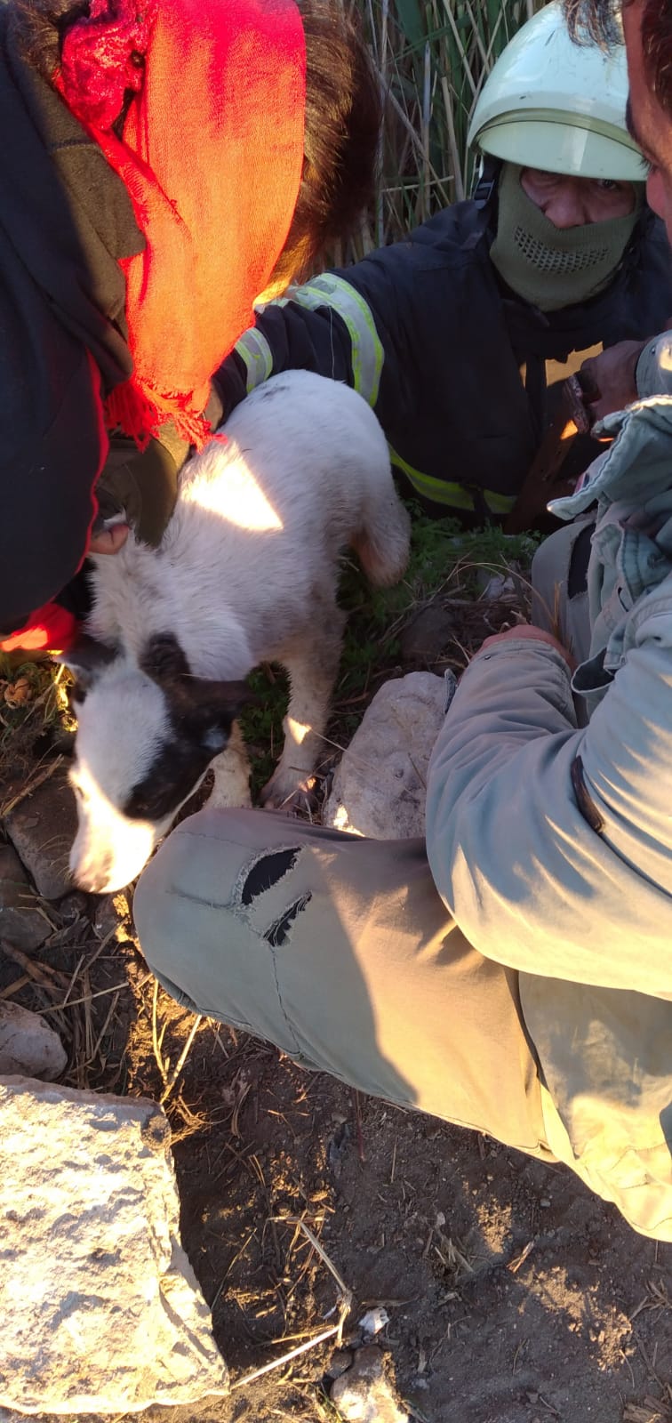 C1A8Ded9 809C 40F6 85Ca 672Fe1C10824