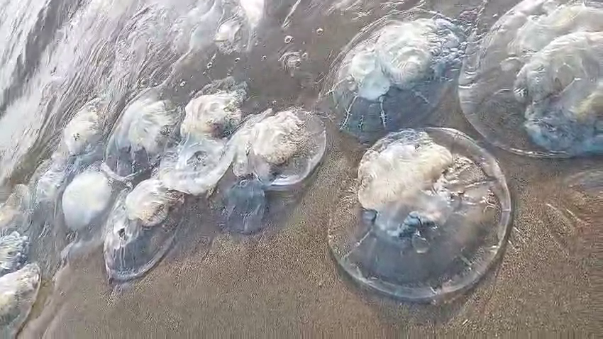 Vlcsnap 2024 03 03 20H42M16S842