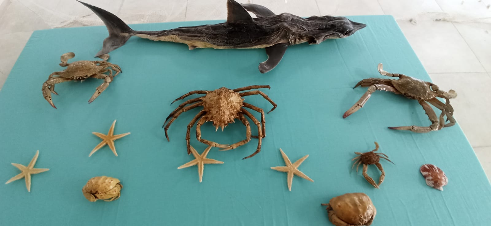 1D9954Cb 7E3C 4Bbb Bb69 800677301E9F