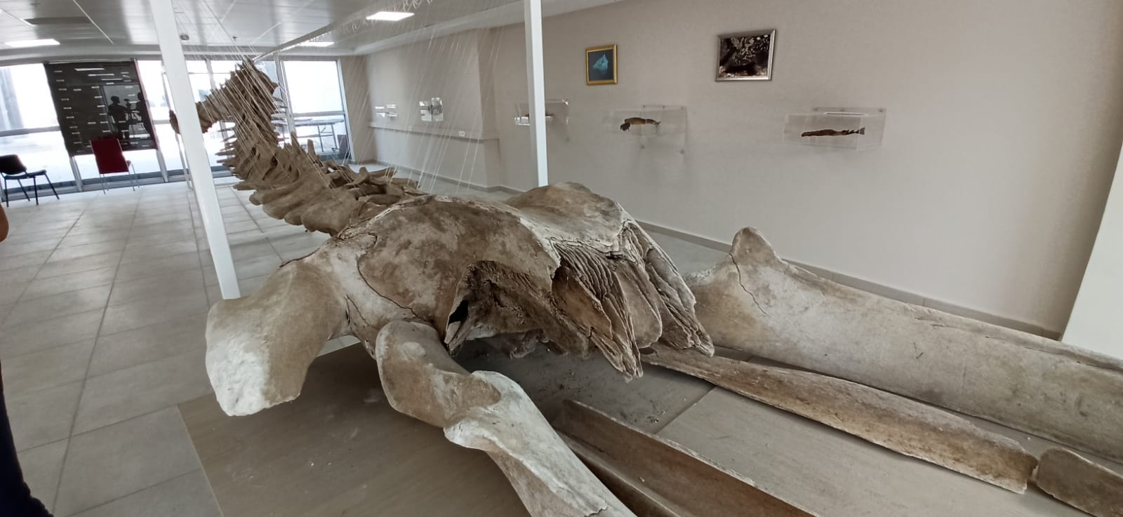 C9143C1C 2Dc3 4Ace B035 De8814A454B0