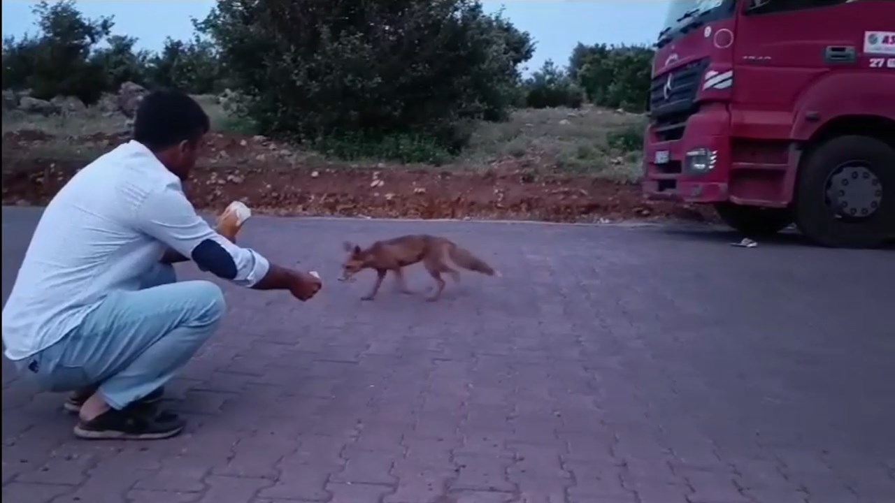 Tilki.mp4 Snapshot 00.10.614