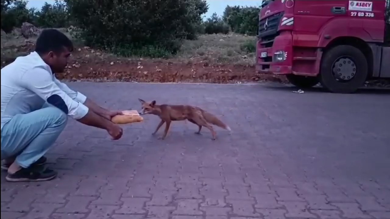 Tilki.mp4 Snapshot 00.22.013