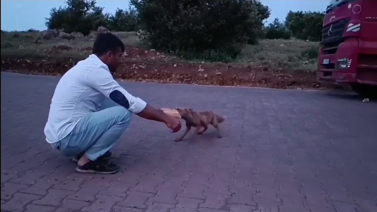 Tilki.mp4 Snapshot 00.45.540